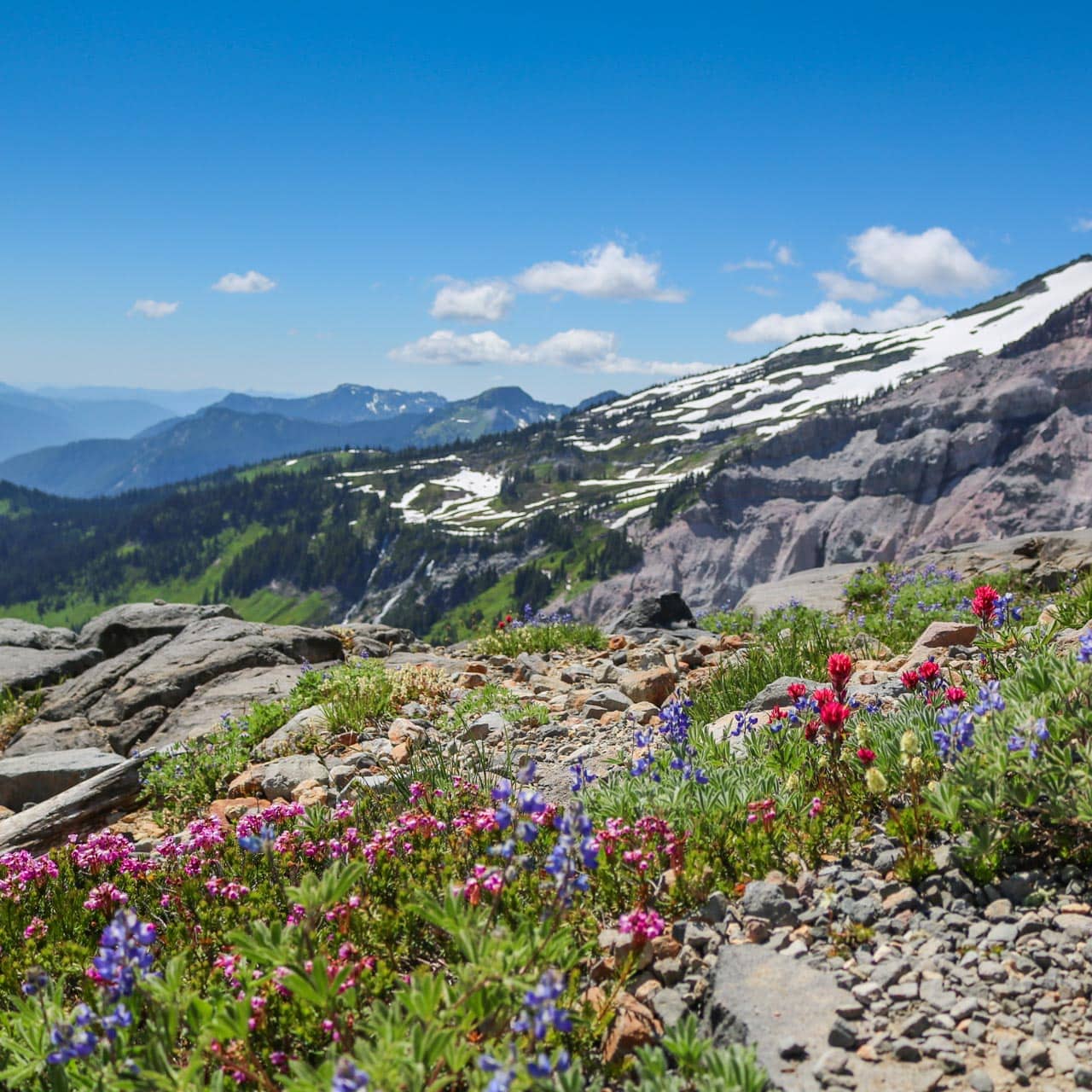 Wildflowers on the Skyline Trail in Mt Rainier National Park, Washington