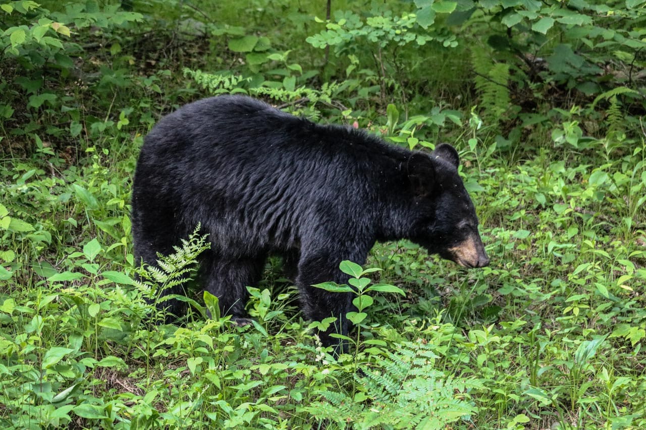 Black bear on Skyline Drive, Shenandoah National Park, Virginia - What to Do When You See a Black Bear