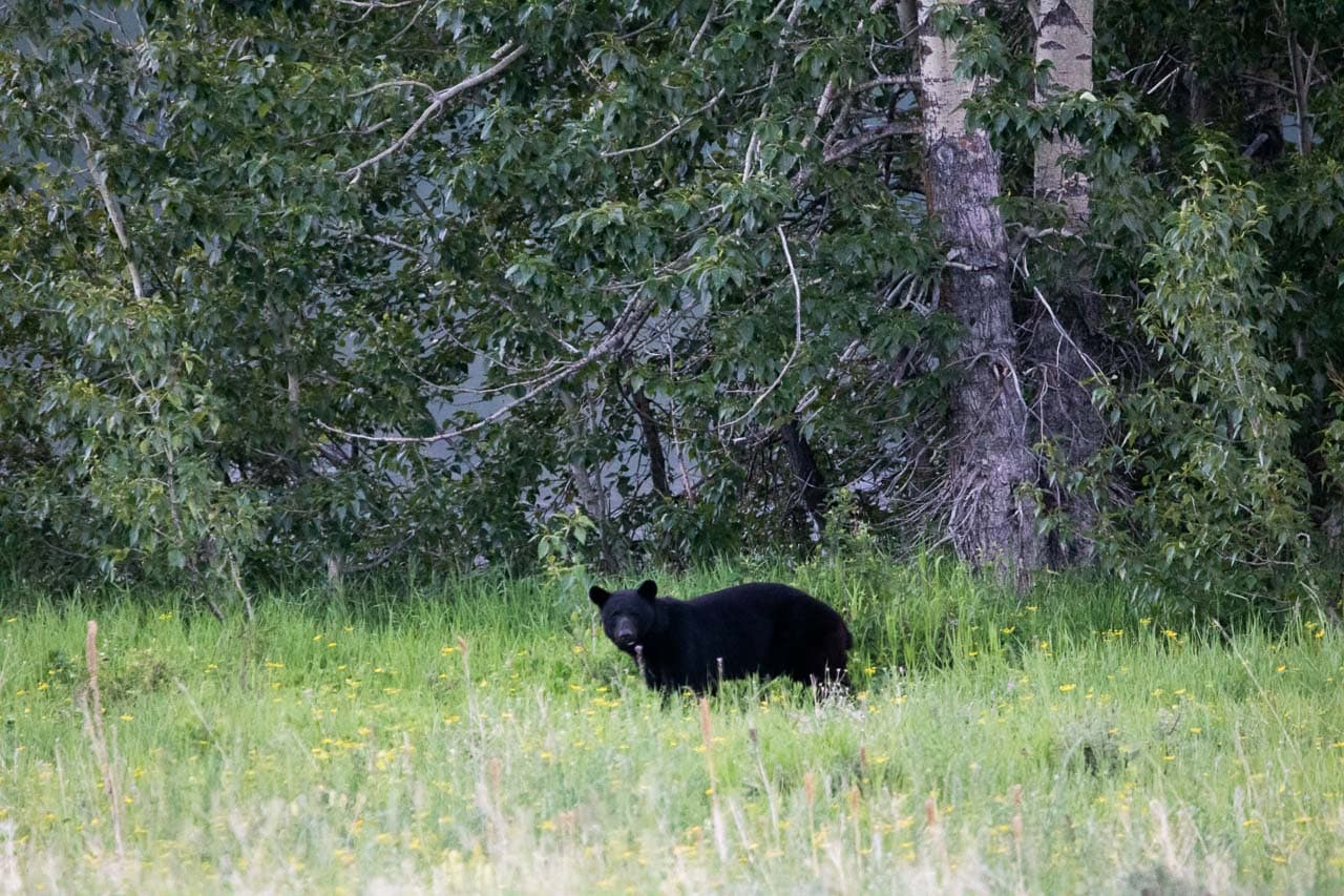Black bear grazing in the Swiftcurrent Valley at Many Glacier, Glacier National Park, Montana