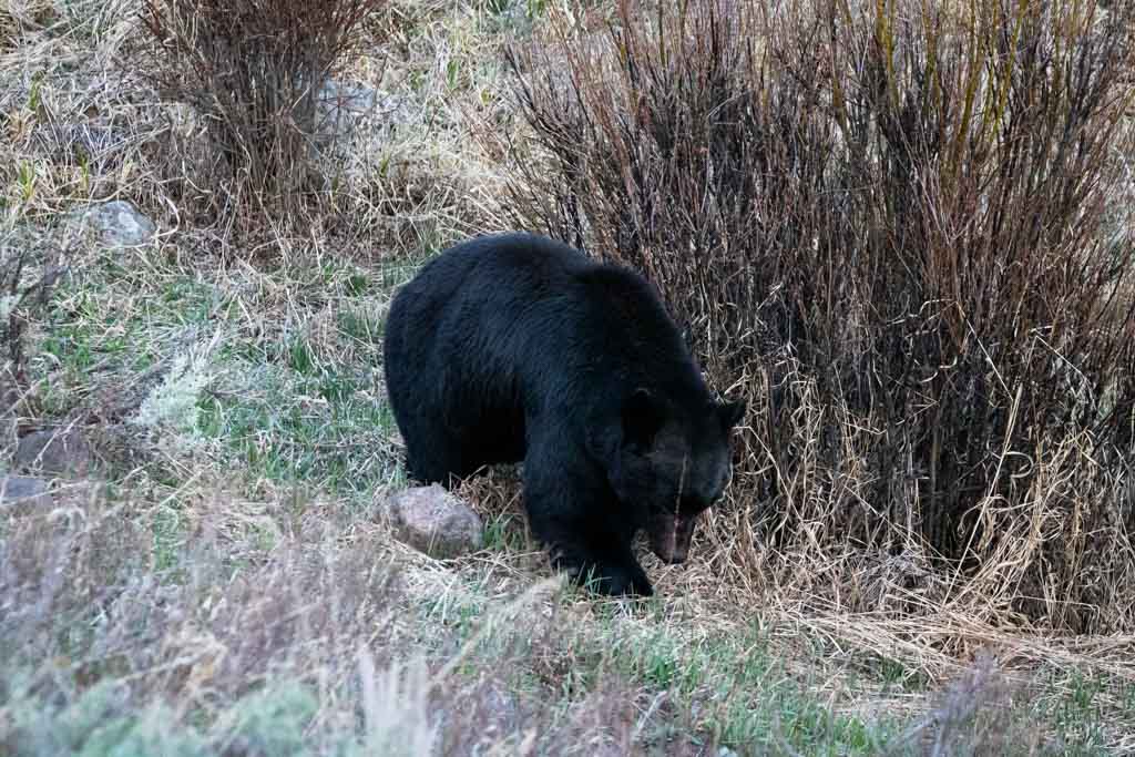 Black bear on Blacktail Plateau in Yellowstone, Wyoming