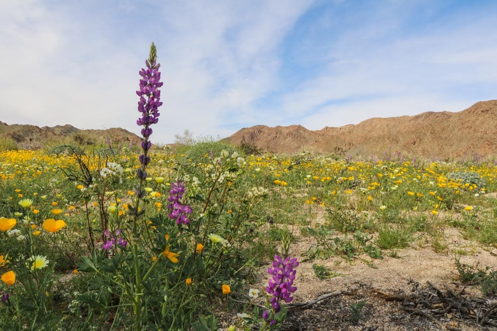 Colorado Desert wildflowers in Joshua Tree National Park, California