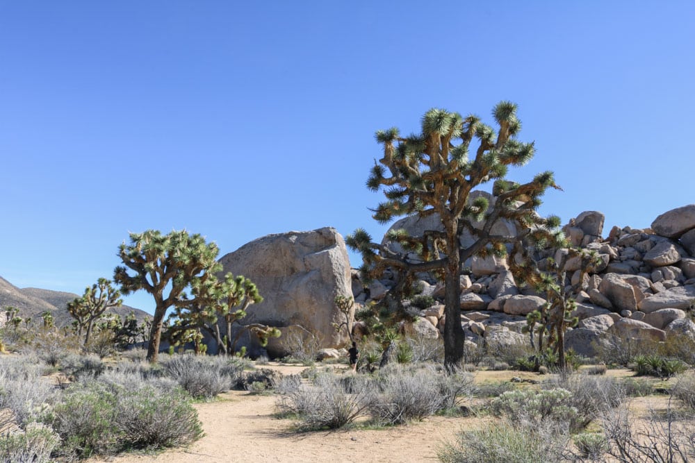 Joshua trees and boulders on the Hidden Valley Trail in Joshua Tree National Park