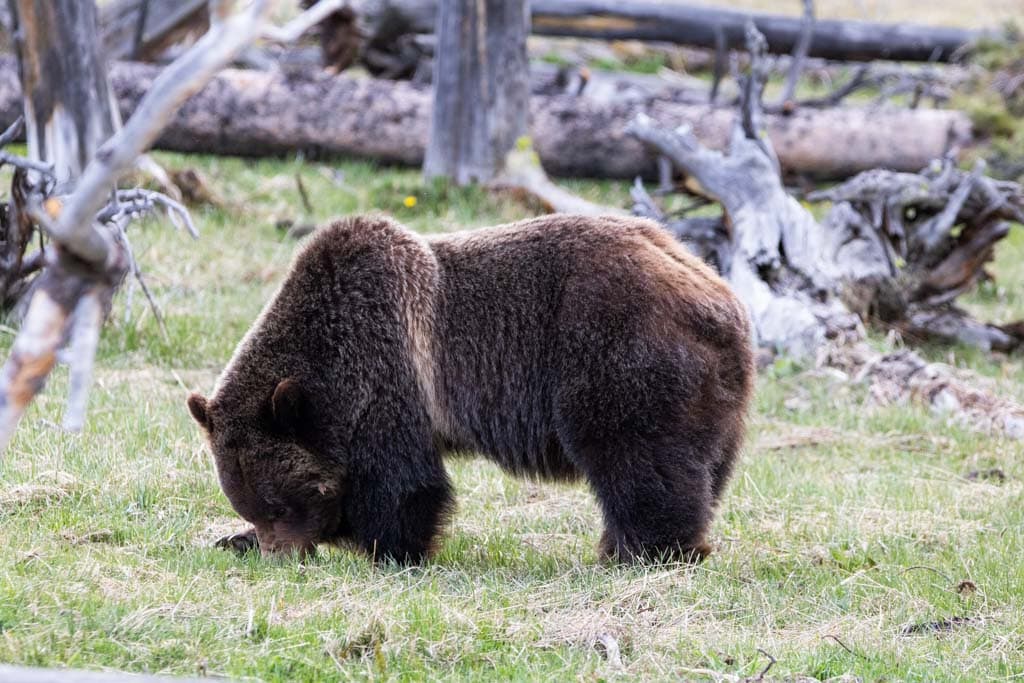 Grizzly bear safety tips: Grizzly bear in Yellowstone National Park