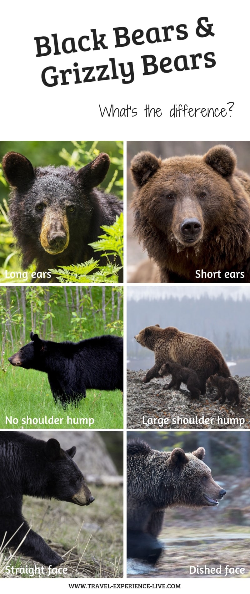 What Is the Difference Between Black Bears and Grizzly Bears