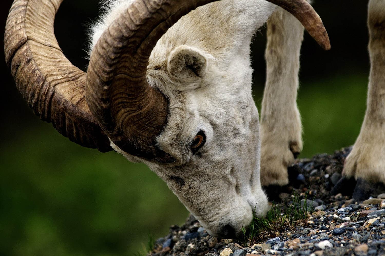 Dall sheep in Denali National Park, Alaska - Best Places to See Wildlife in Alaska