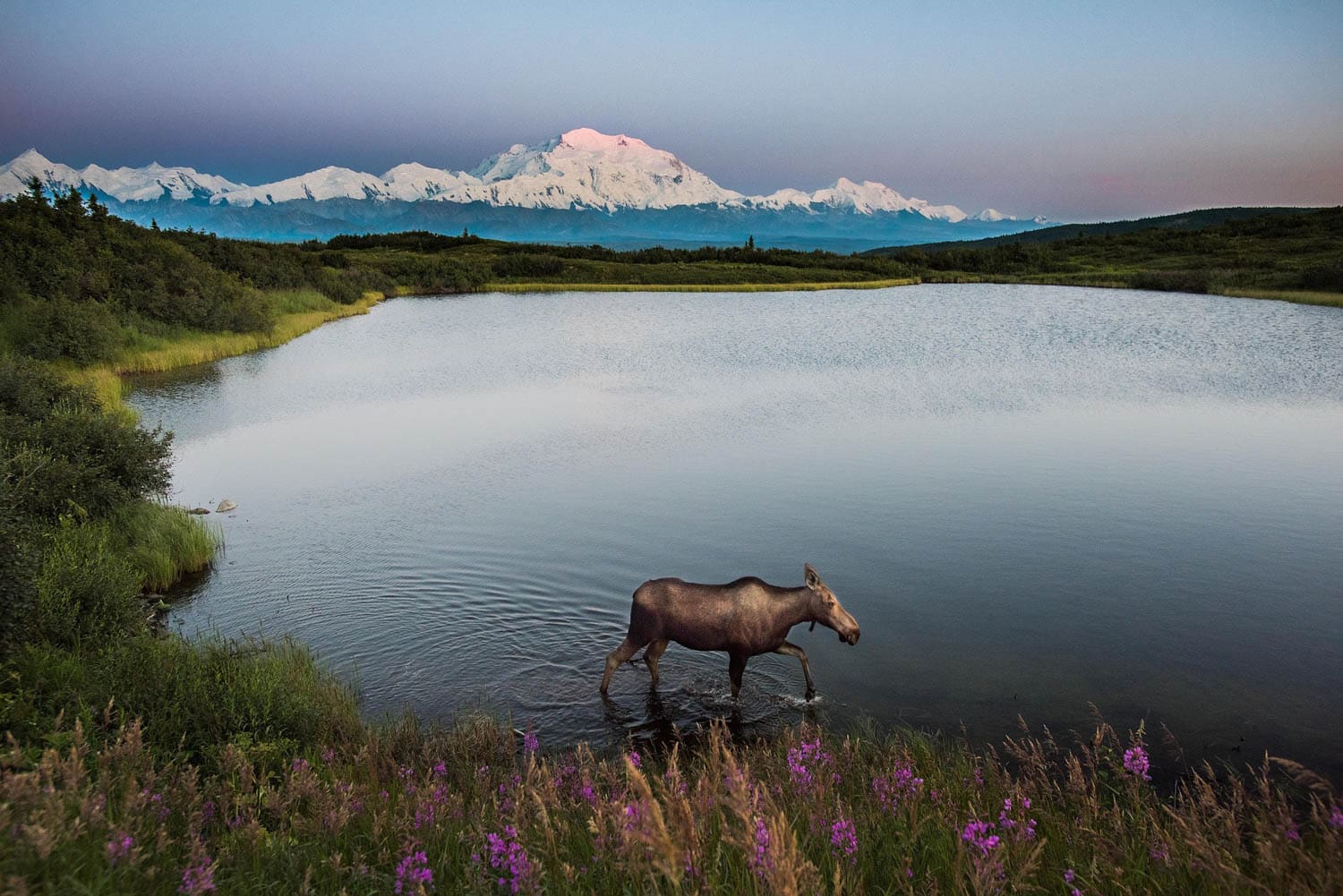 Moose in Denali National Park - Best Alaska Wildlife Viewing Destinations