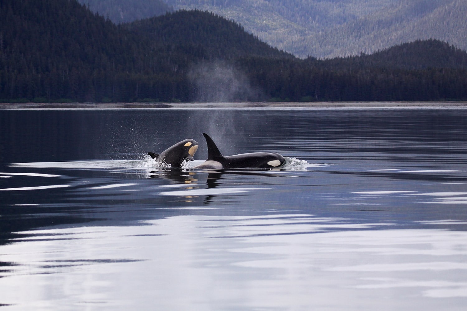 Orcas killer whales on Alaska coast - Best Wildlife Viewing Parks in Alaska