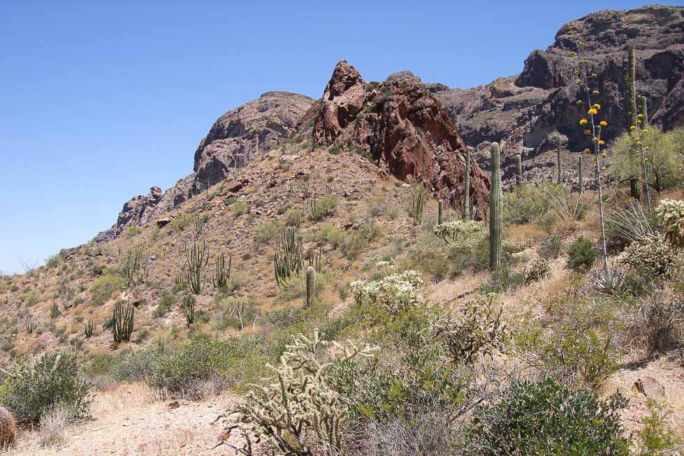 Bull Pasture Trail in Organ Pipe Cactus National Monument, Arizona - Photo credit NPS