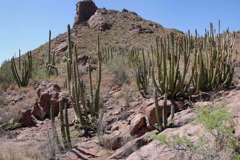 Organ Pipe Cactus National Monument, Arizona - Photo credit NPS