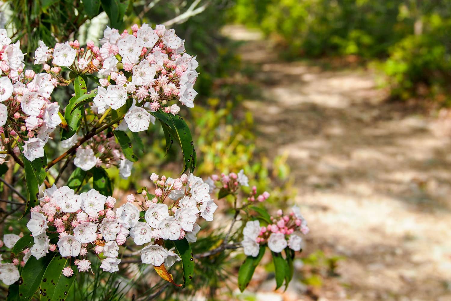 Mountain laurel in bloom in Shenandoah National Park, Virginia