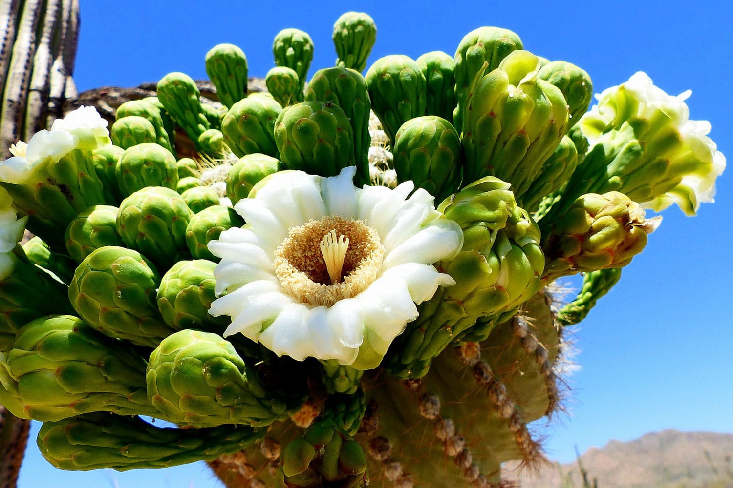 Saguaro flower in Saguaro National Park, Arizona
