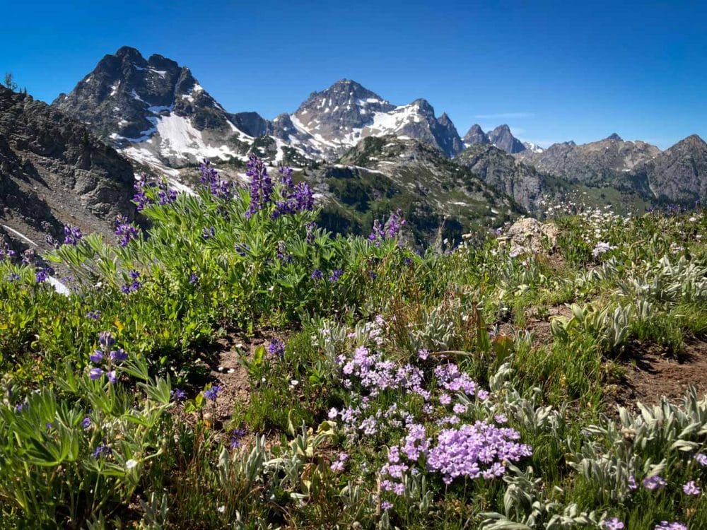 Wildflowers and mountains, Maple Pass Loop, North Cascades, Washington