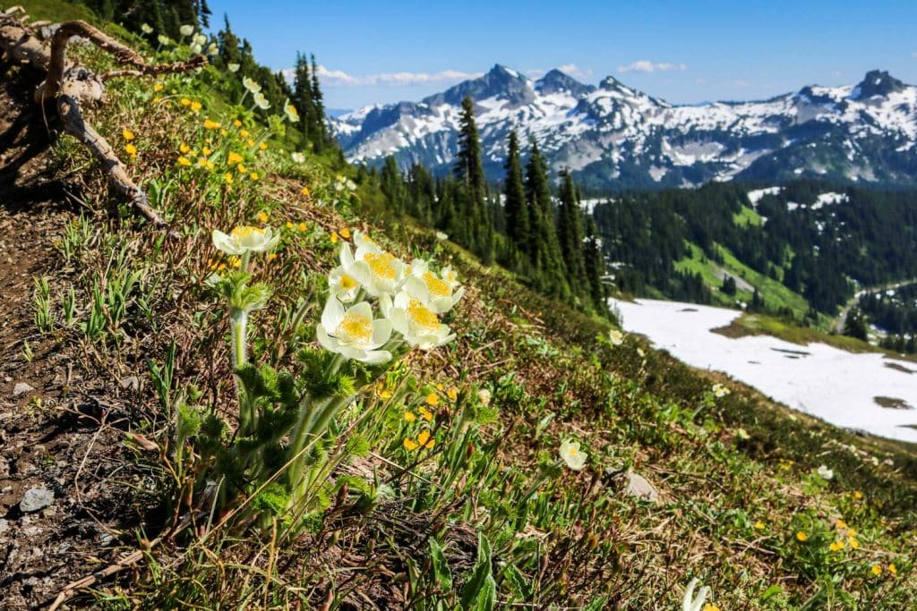 Wildflowers in Mount Rainier National Park