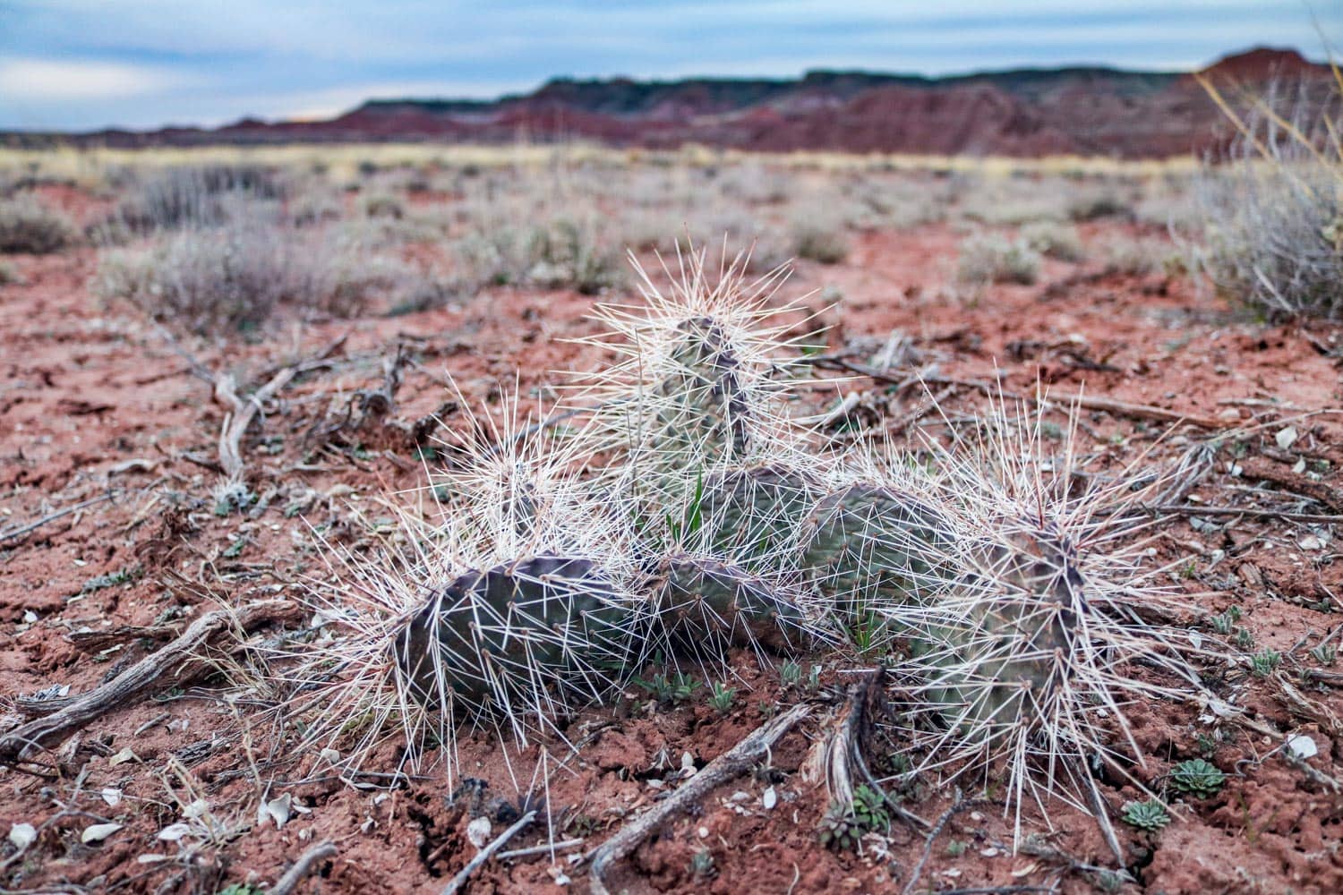 Cacti in the Painted Desert, Petrified Forest National Park, Arizona