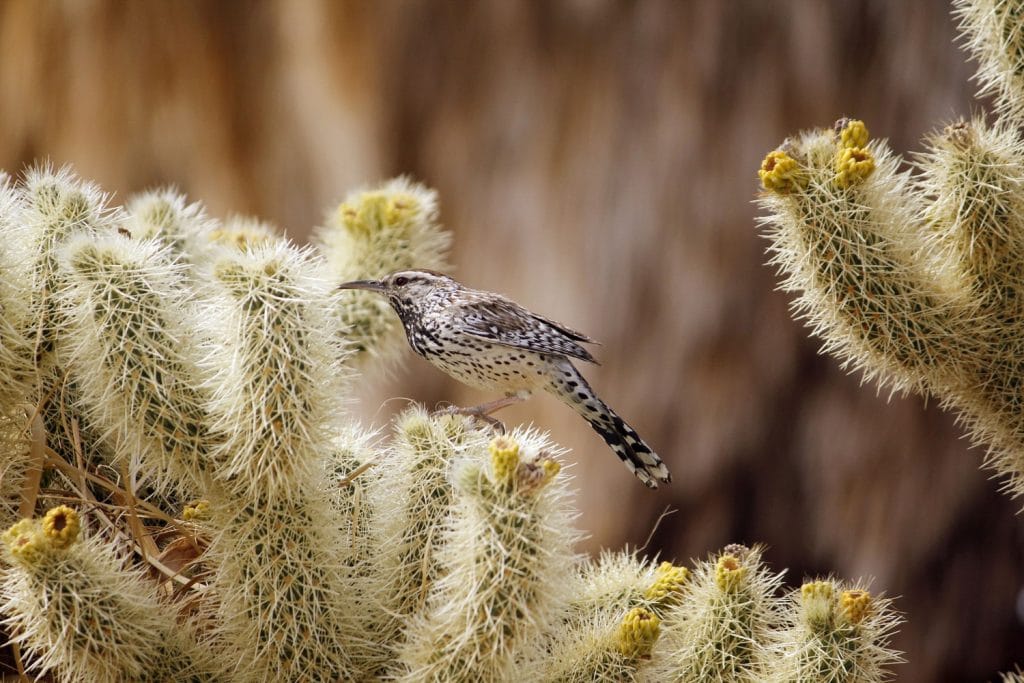 Cactus wren in Carlsbad Caverns National Park, New Mexico