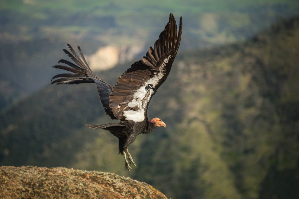 California condor in Pinnacles National Park, California - National Parks Wildlife Conservation Success Stories