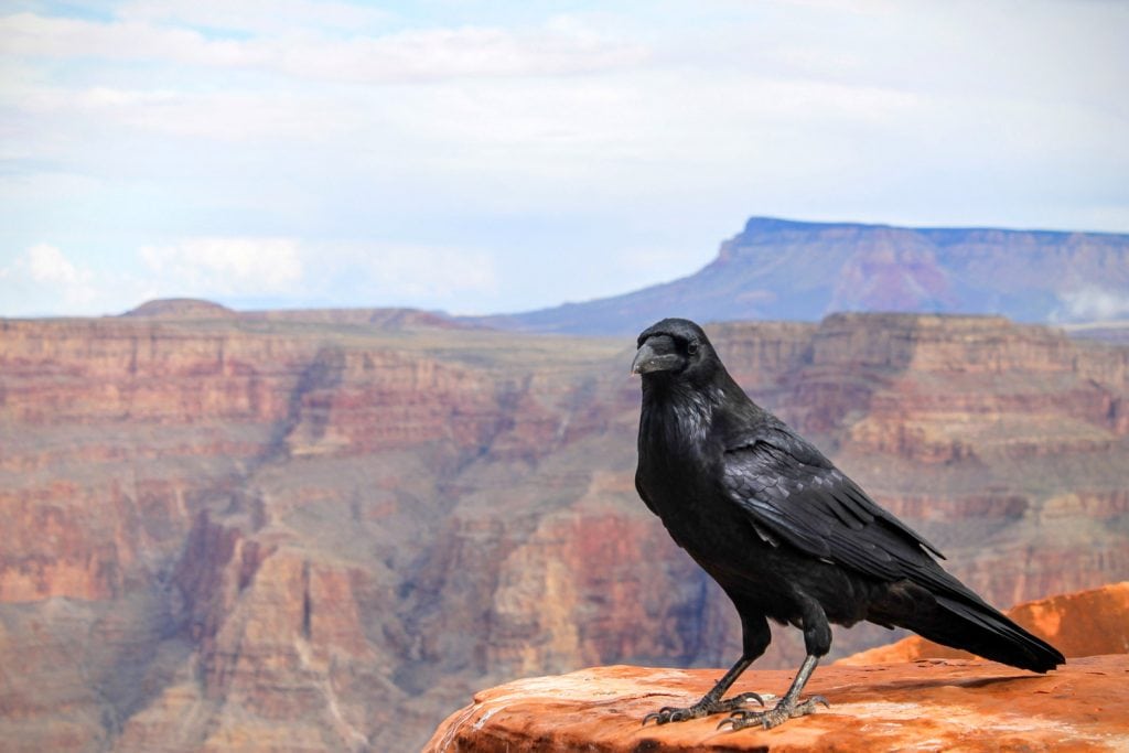 Common raven in Grand Canyon National Park, Arizona