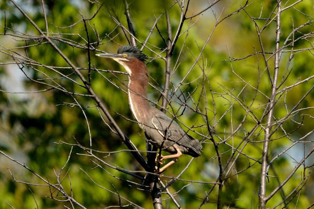 Green heron in Indiana Dunes National Park, Indiana - Best Places for Bird Watching in National Parks