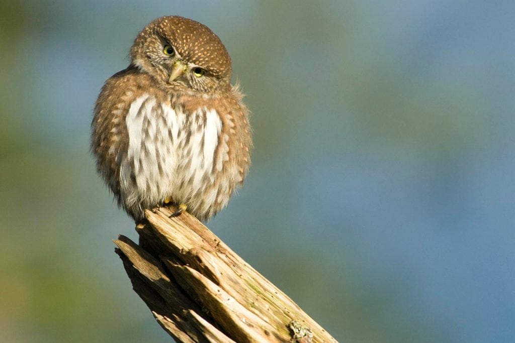 Northern pygmy owl in Olympic National Park, Washington