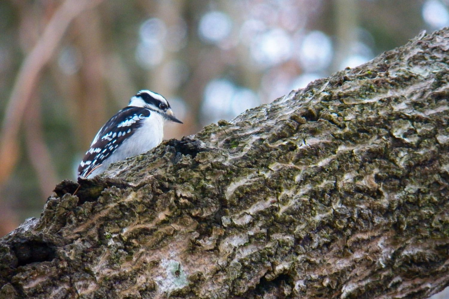 Woodpecker in Acadia National Park, Maine