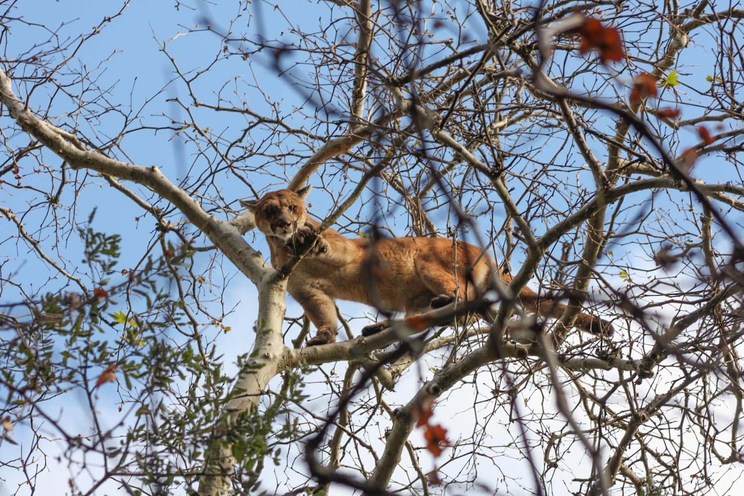 Cougar or Catamount sitting in a tree - What to Do When Encountering a Mountain Lion