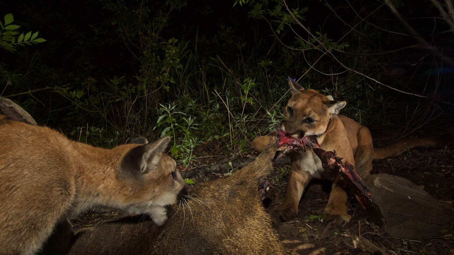 Cougars Mountain Lions feeding