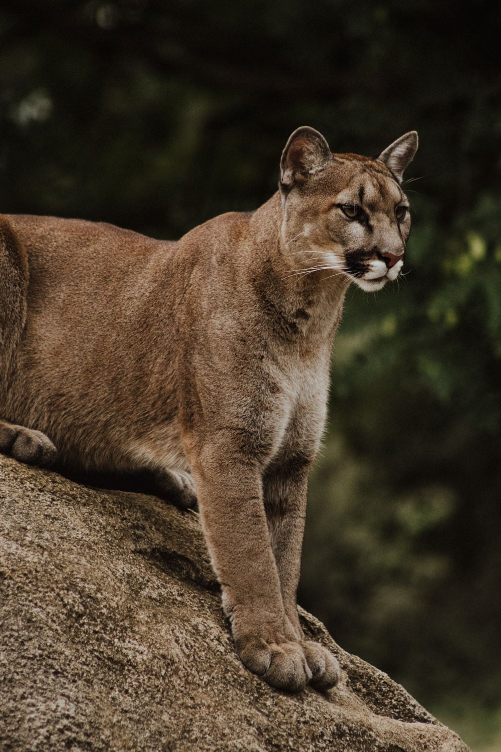 Mountain Lion Encounter What to Do