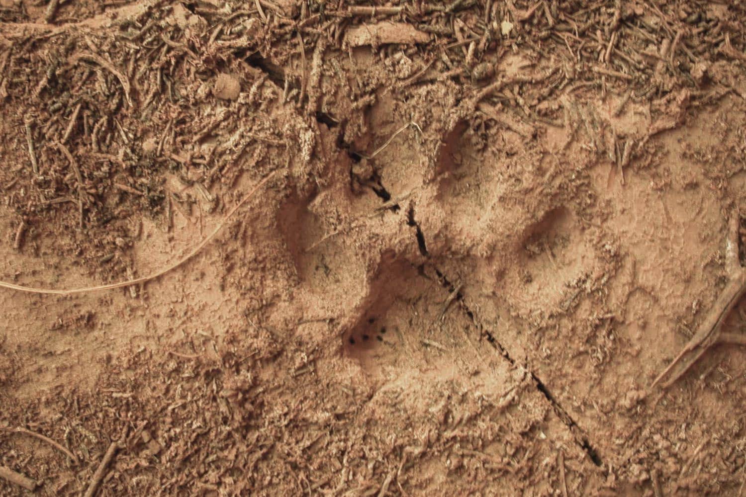 Mountain Lion Paw Print