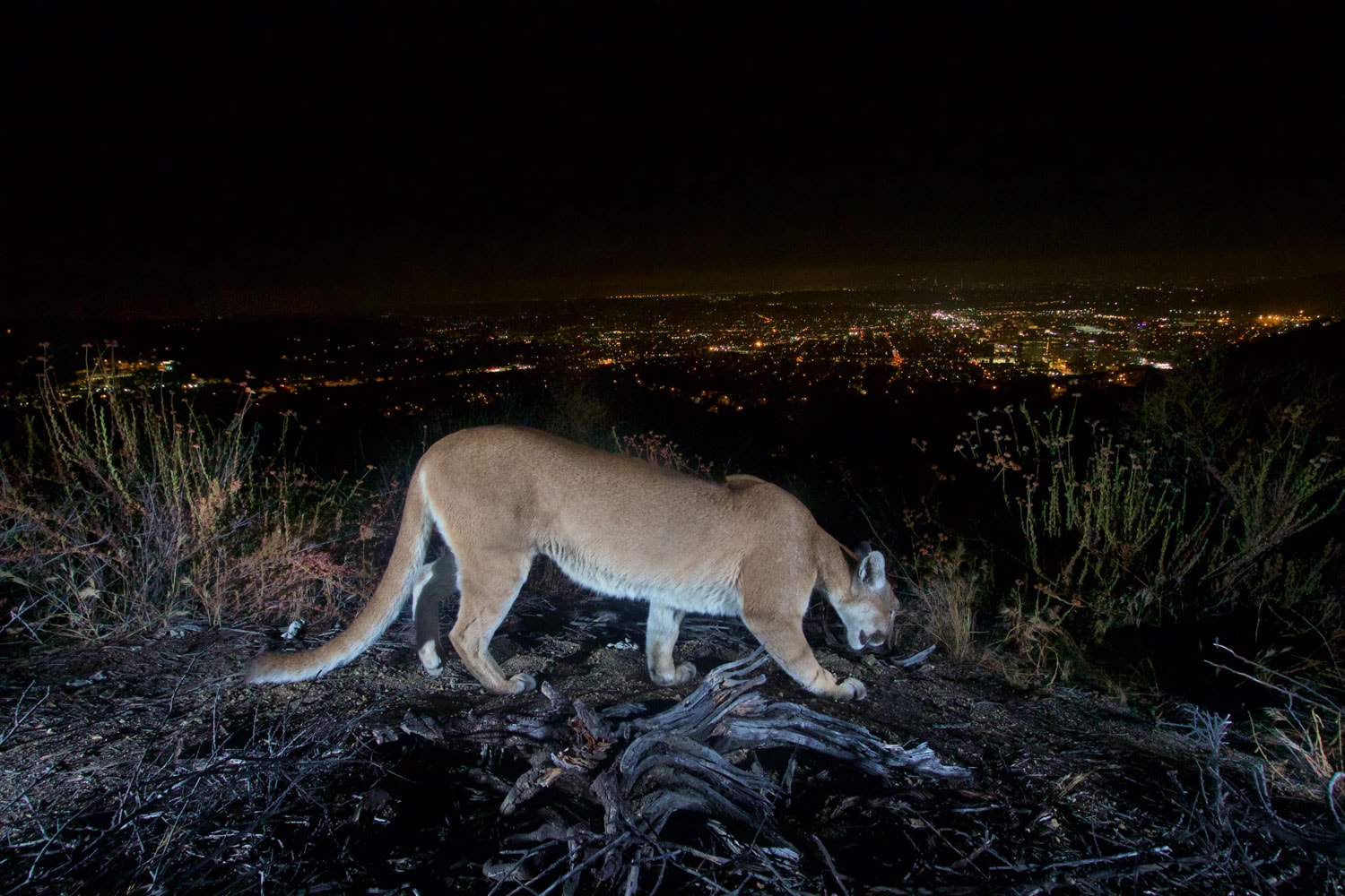Mountain Lion at night near Los Angeles