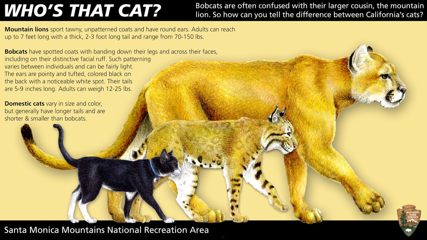 Recognizing a Mountain Lion, Bobcat and House Cat