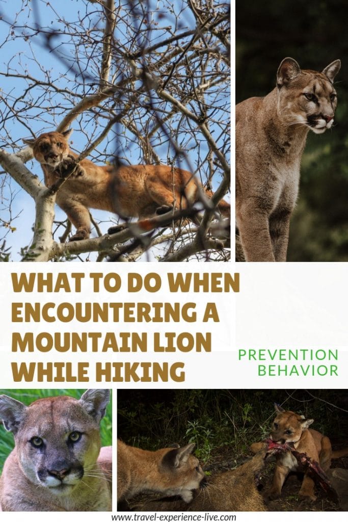 Mountain Lion Encounter Safety: What to Do When You See a ...