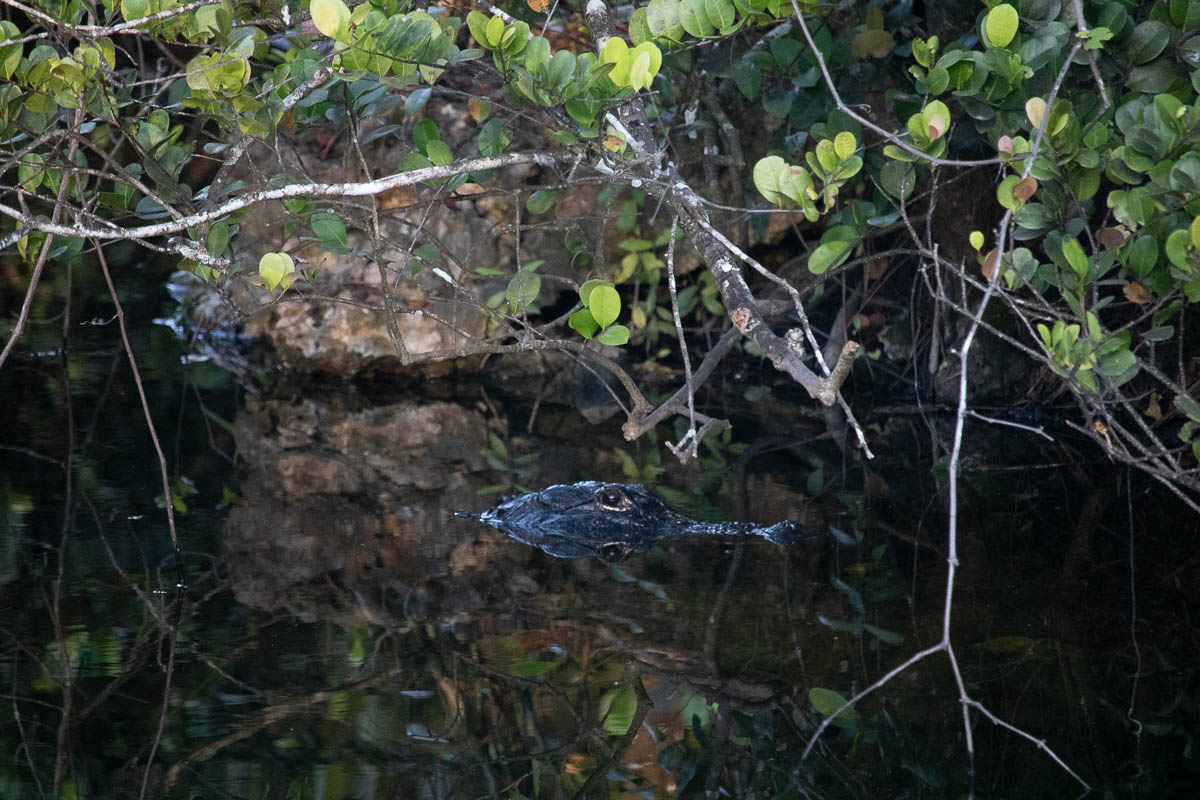 Alligator in a pond in Big Cypress National Preserve