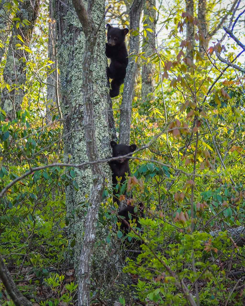Black bear cubs in Shenandoah National Park, Virginia