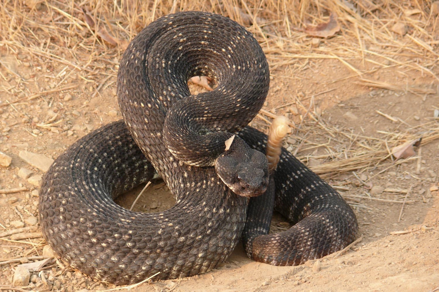 Southern Pacific rattlesnake in Santa Monica Mountains National Recreation Area - Image credit: NPS