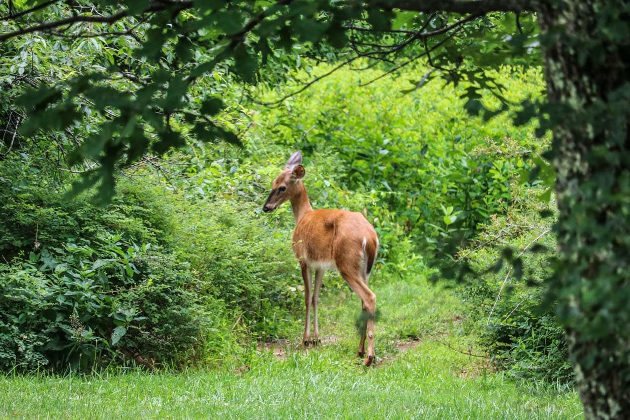 Deer at Big Meadows, Shenandoah National Park