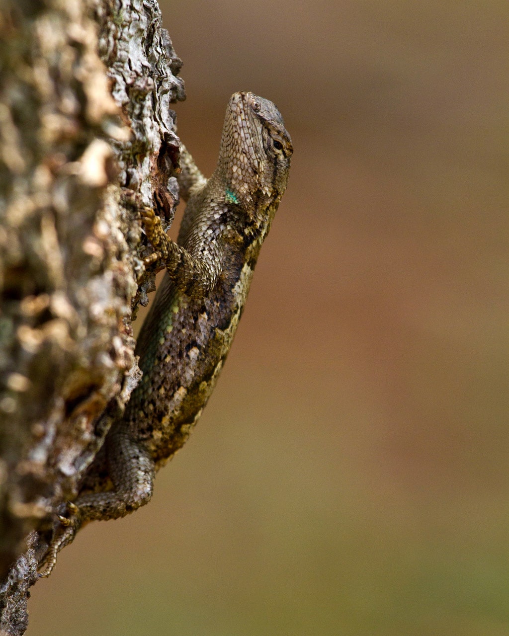 Eastern fence lizard in Shenandoah National Park, Virginia