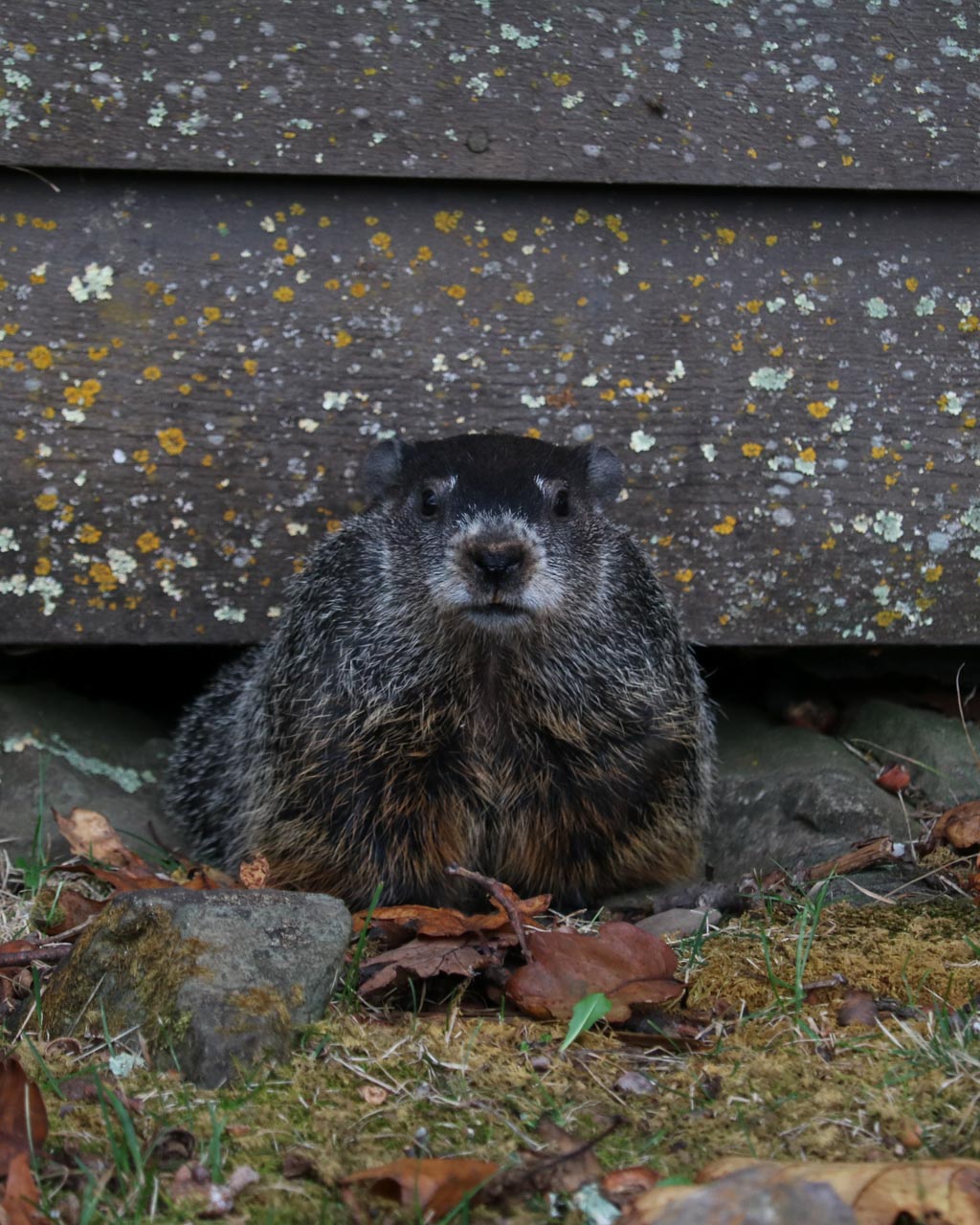 Groundhog, Shenandoah National Park wildlife
