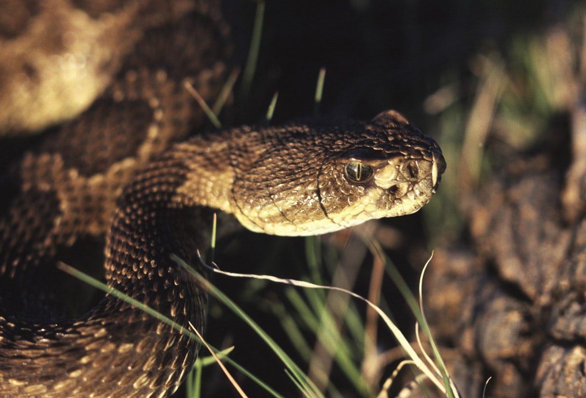Head of a rattlesnake in Wind Cave National Park - Image credit NPS