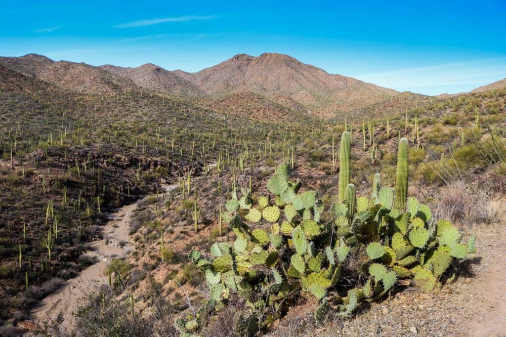 Cactus in King Canyon in Saguaro National Park, Arizona