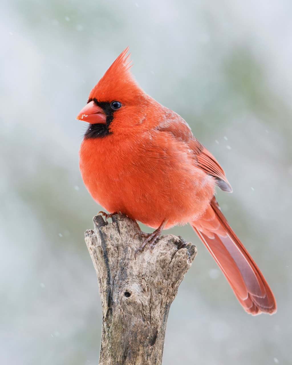 Northern cardinal bird watching in Shenandoah National Park, Virginia