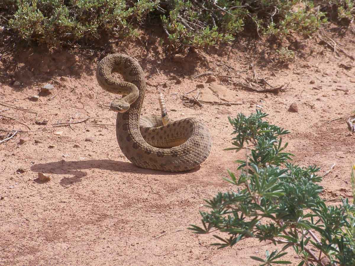 Prairie rattlesnake in Mesa Verde National Park - Image credit NPS