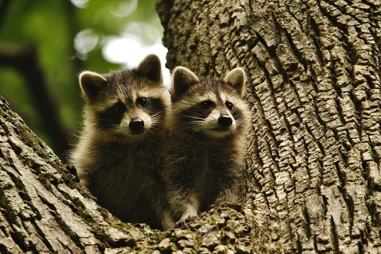 Raccoons in Shenandoah National Park, Virginia