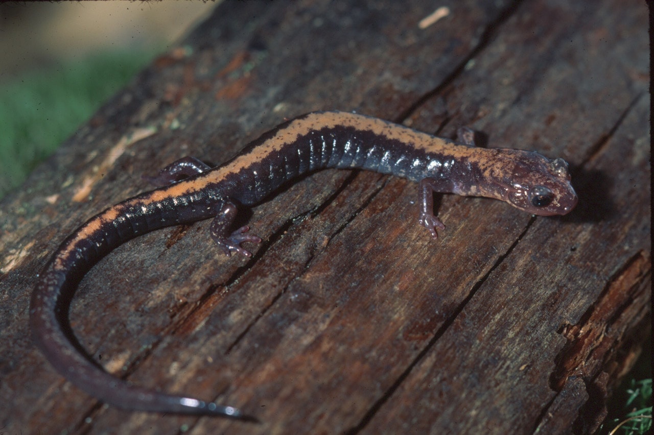 Shenandoah salamander in Shenandoah National Park, Virginia