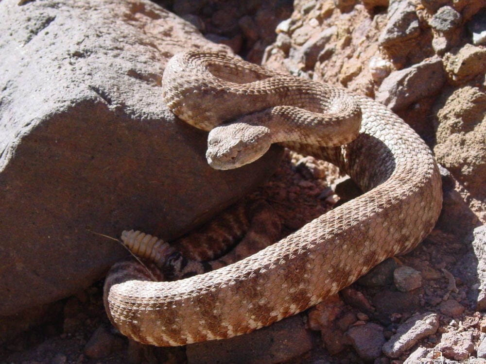 Speckled rattlesnake in Lake Mead National Recreation Area - Image credit NPS
