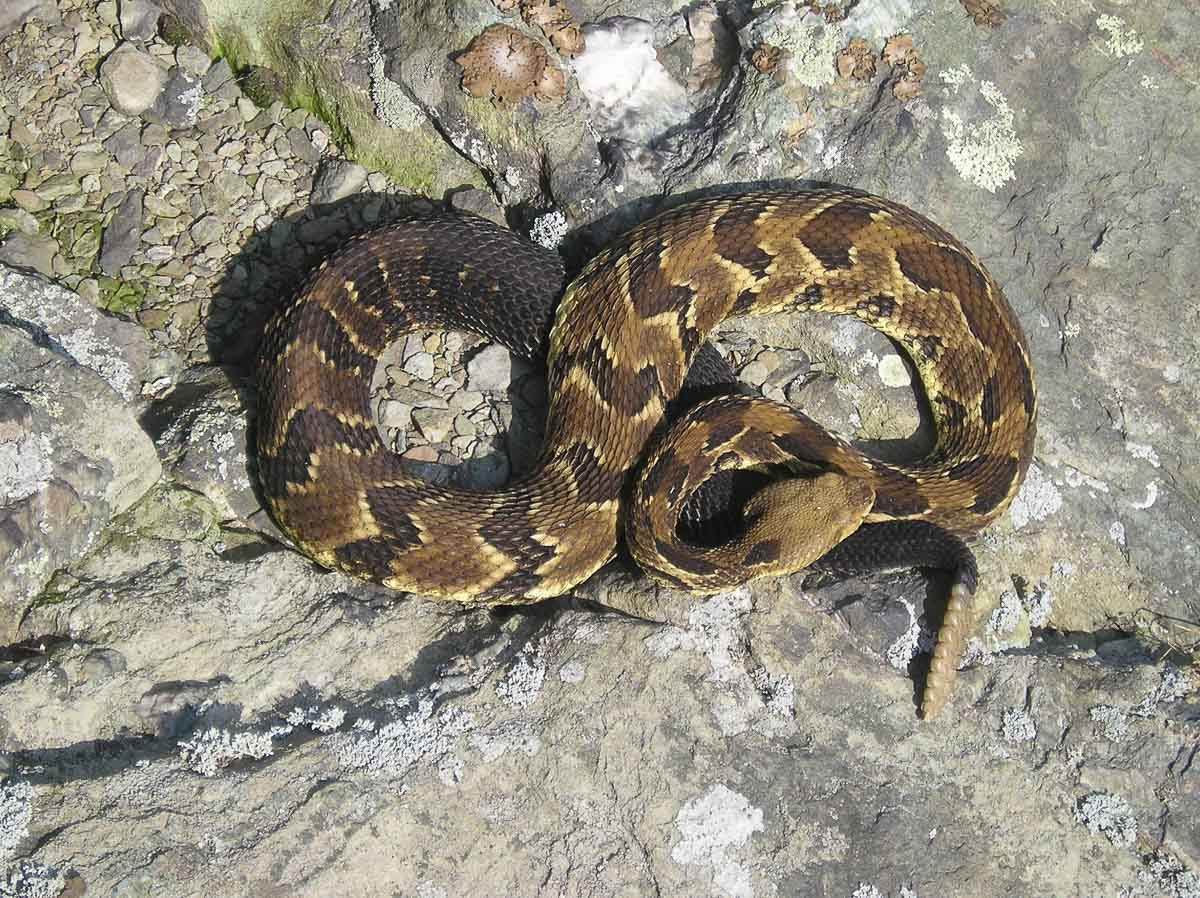 Timber rattlesnake in Shenandoah National Park - Image credit NPS