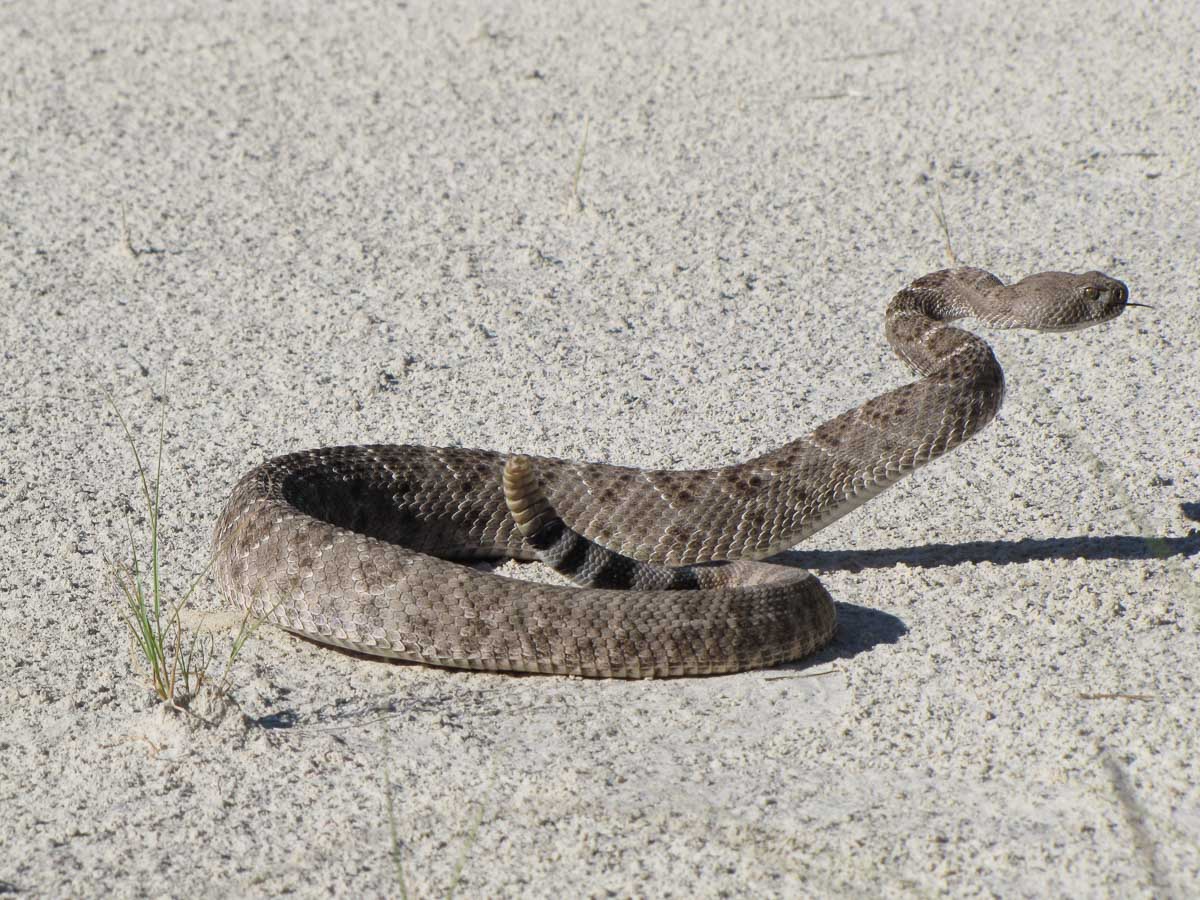 Western diamondback rattlesnake in White Sands National Park - Image credit NPS