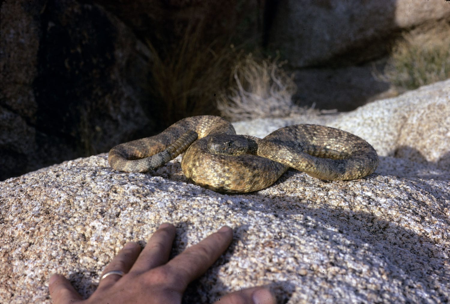 Hiking and Rattlesnake Safety Tips