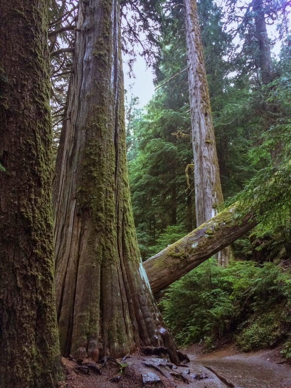 Ancient trees, Grove of the Patriarchs trail, Mount Rainier National Park, Washington