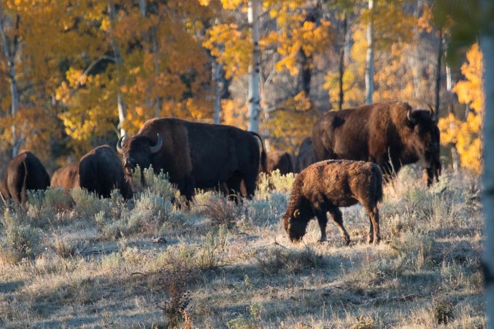 Bison herd near Elk Ranch, Fall in Grand Teton National Park - Image credit NPS Tobiason
