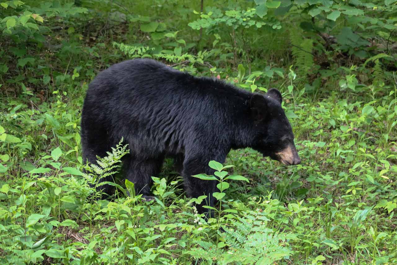 Black bear along Skyline Drive in Shenandoah National Park, Virginia